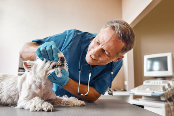 Best Emergency Dental Services Near Me  in Syosset, NY
